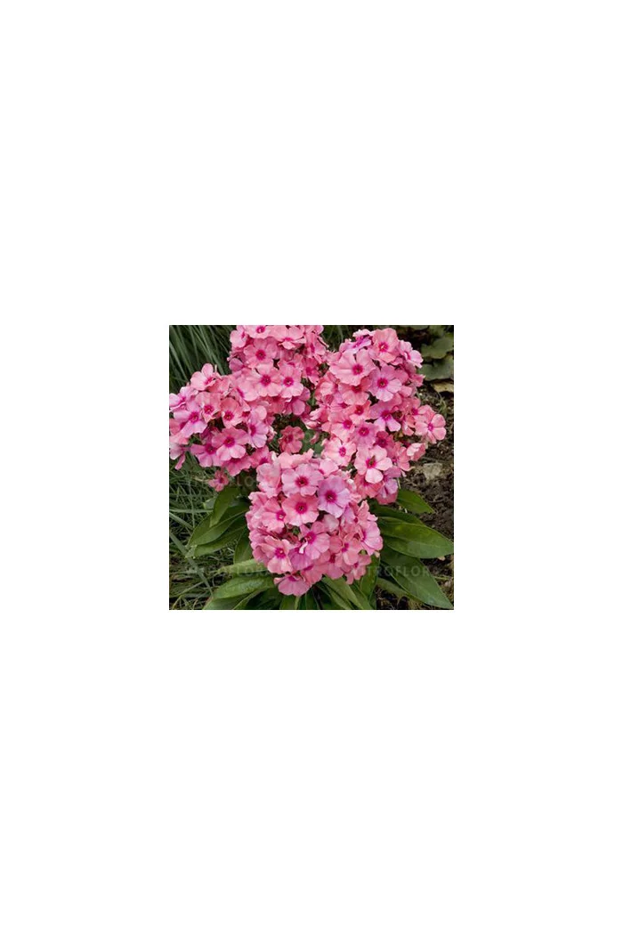 Floks wiechowaty 'Flame Light Pink' Phlox panniculata