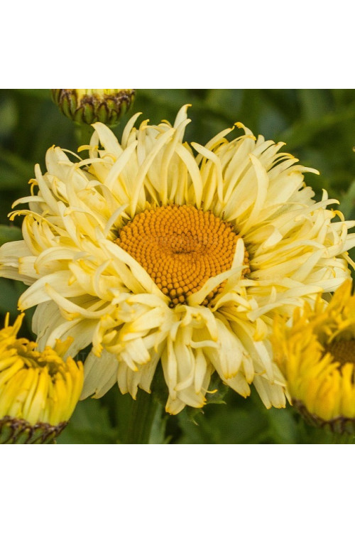 Złocień 'Goldfinch' | Leucanthemum