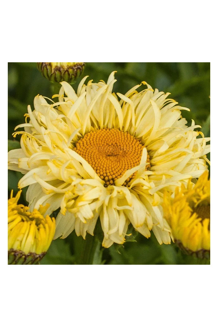 Złocień 'Goldfinch' | Leucanthemum