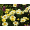Złocień 'Goldfinch' | Leucanthemum