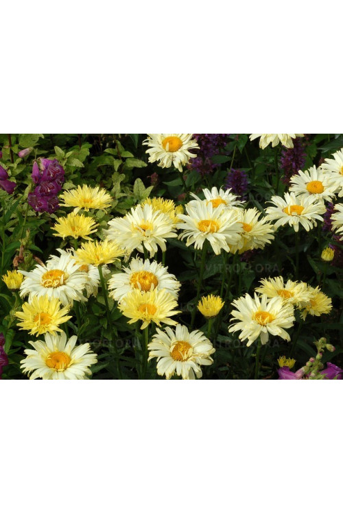 Złocień 'Goldfinch' | Leucanthemum