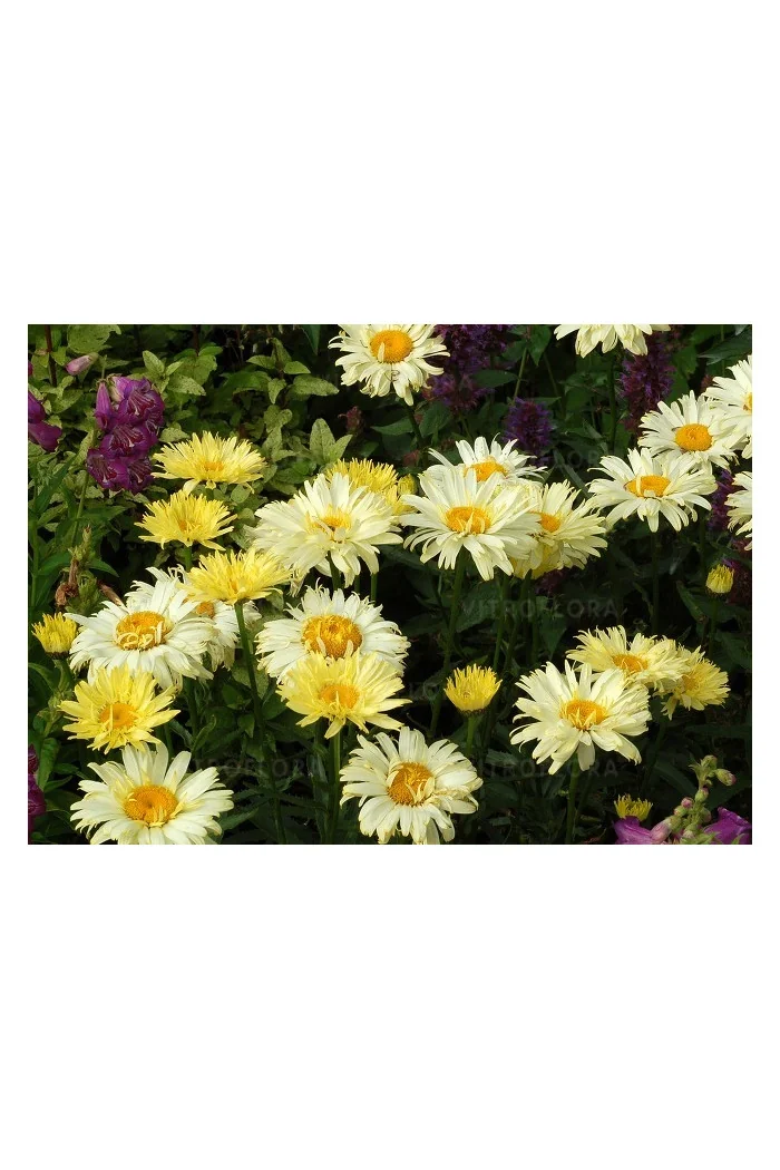 Złocień 'Goldfinch' | Leucanthemum