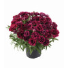 Goździk ogrodowy 'Code Bicolour' | Dianthus caryophyllus