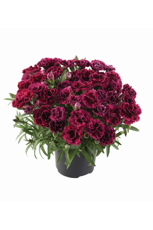 Goździk ogrodowy 'Code Bicolour' | Dianthus caryophyllus