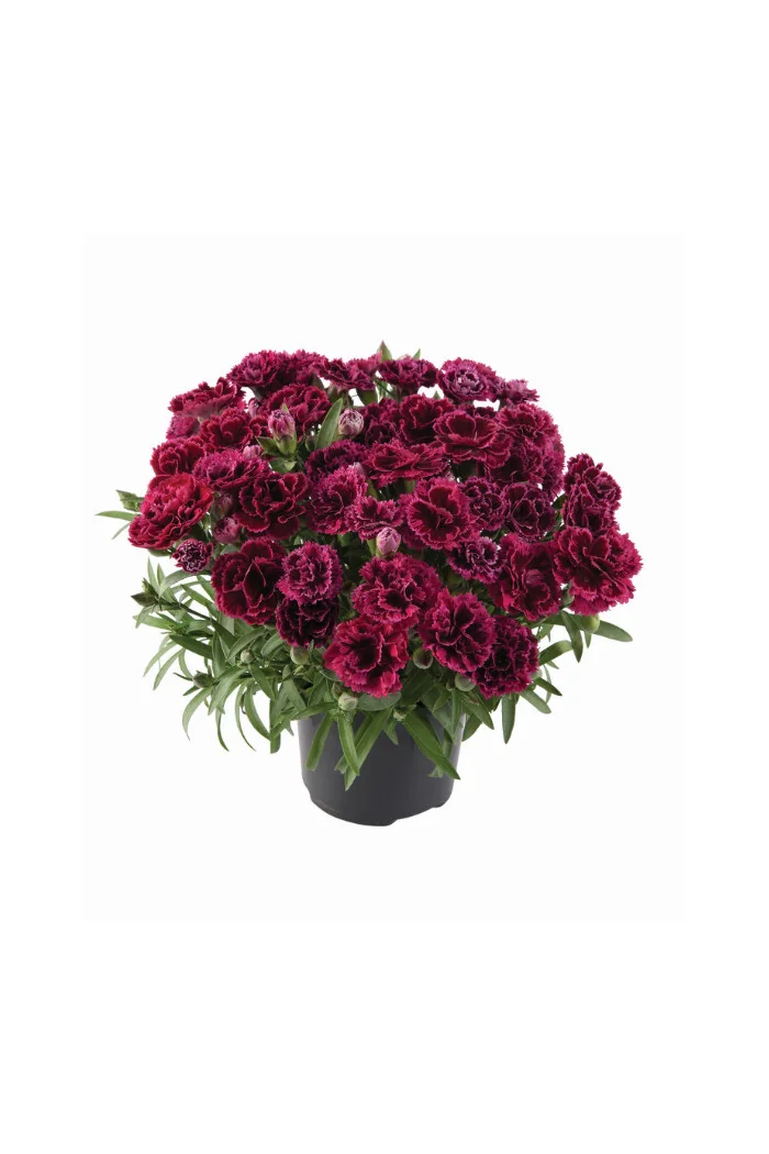 Goździk ogrodowy 'Code Bicolour' | Dianthus caryophyllus