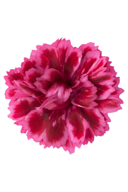Goździk ogrodowy 'Code Bicolour' | Dianthus caryophyllus