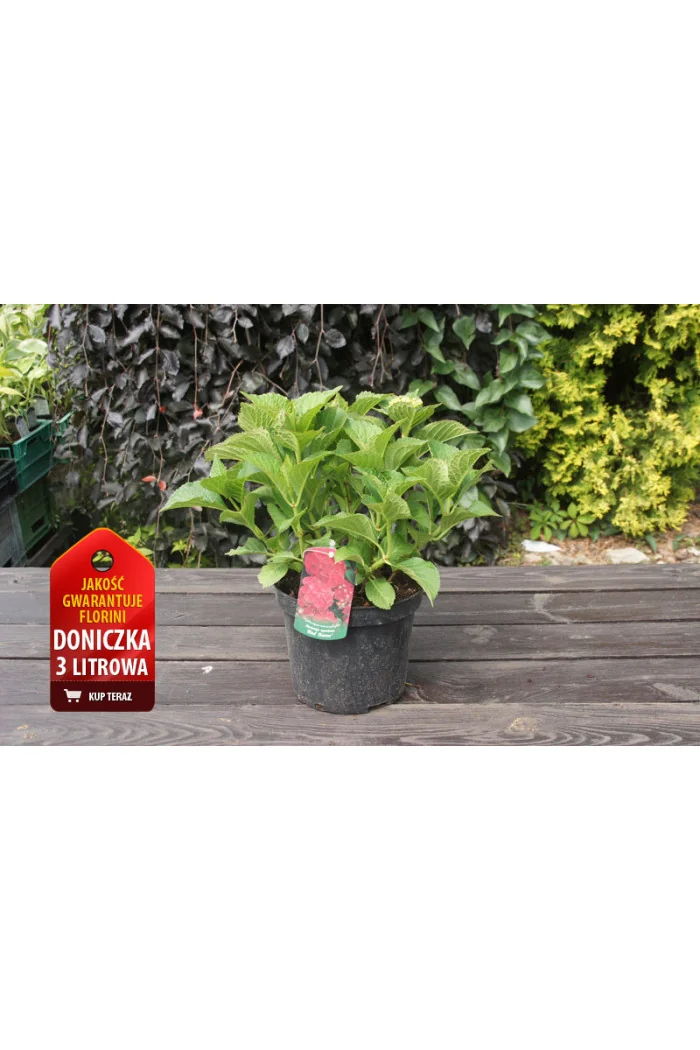 Hortensja ogrodowa 'Speedy Red' | Hydrangea macrophylla