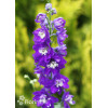 Ostróżka ogrodowa 'Dark Blue White Bee' | Delphinium