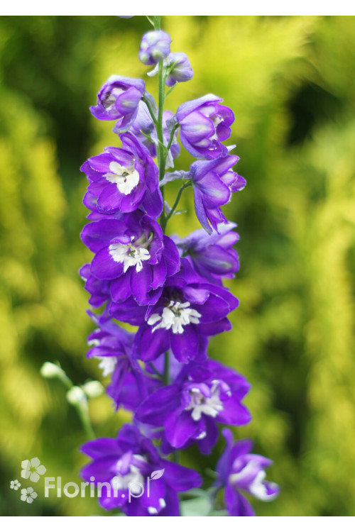 Ostróżka ogrodowa 'Dark Blue White Bee' | Delphinium