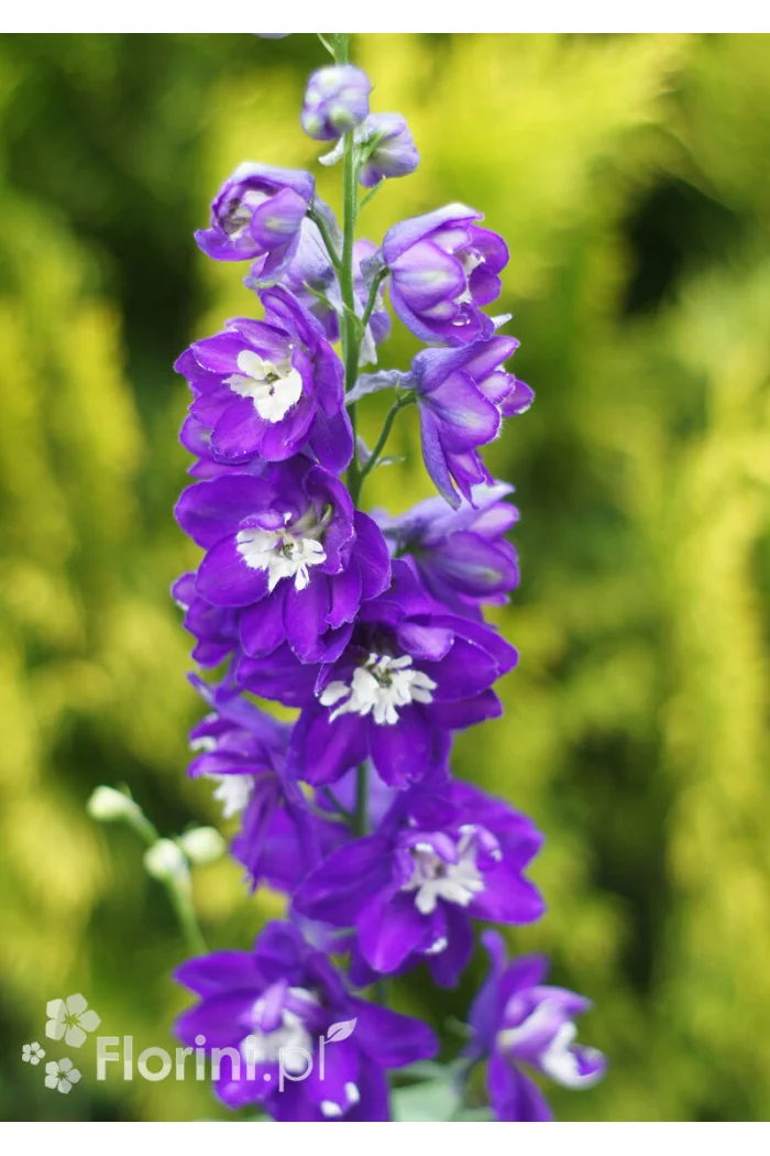 Ostróżka ogrodowa 'Dark Blue White Bee' | Delphinium