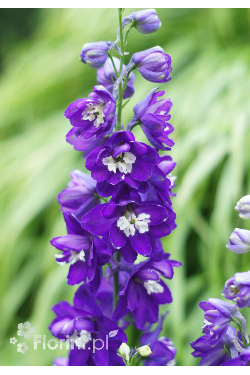 Ostróżka ogrodowa 'Dark Blue White Bee' | Delphinium