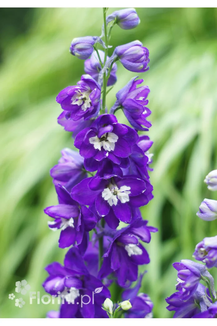 Ostróżka ogrodowa 'Dark Blue White Bee' | Delphinium