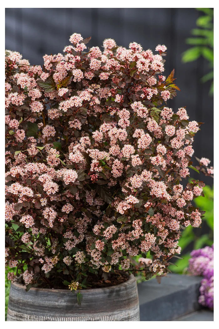 Pęcherznica kalinolistna 'Little Joker' Physocarpus opulifolius