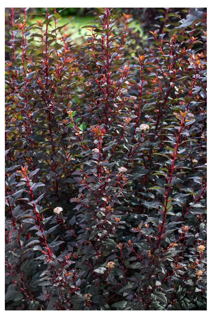 Pęcherznica kalinolistna 'Little Joker' Physocarpus opulifolius