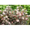Pęcherznica kalinolistna 'Little Joker' Physocarpus opulifolius