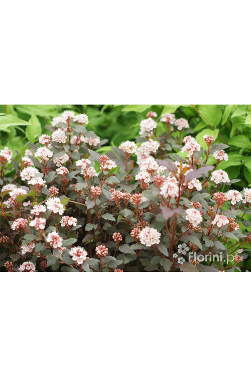 Pęcherznica kalinolistna 'Little Joker' Physocarpus opulifolius