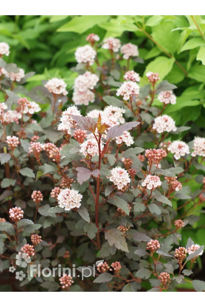 Pęcherznica kalinolistna 'Little Joker' Physocarpus opulifolius