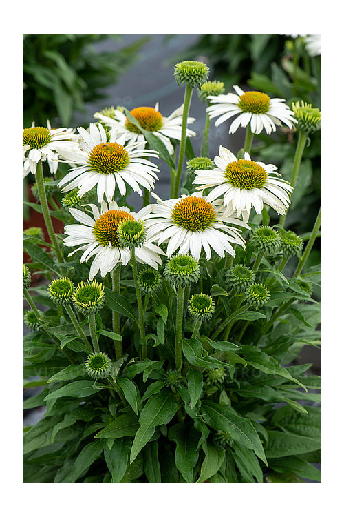 Jeżówka 'White Pearl' | Echinacea