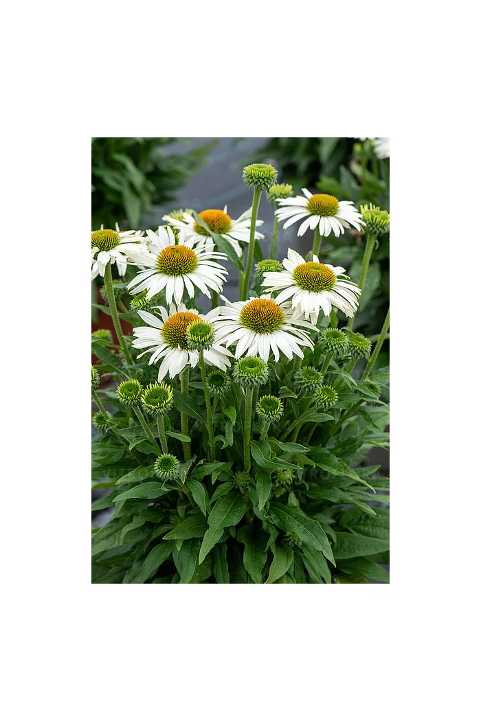 Jeżówka 'White Pearl' | Echinacea