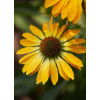 Jeżówka 'Golden Skipper' | Echinacea