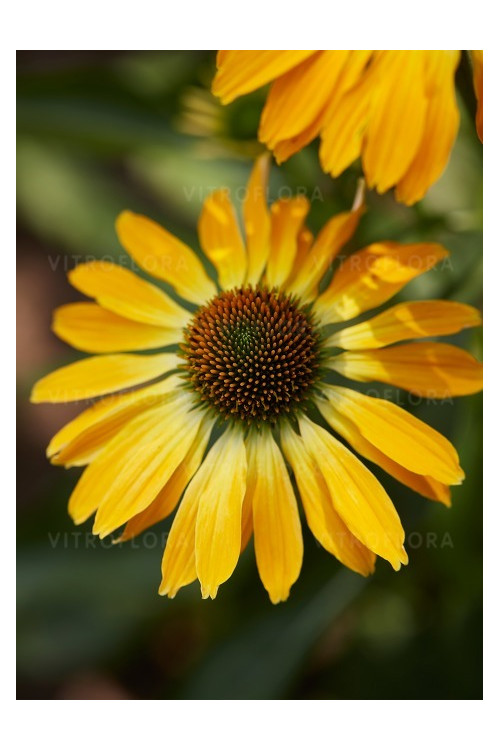 Jeżówka 'Golden Skipper' | Echinacea