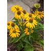 Jeżówka 'Golden Skipper' | Echinacea