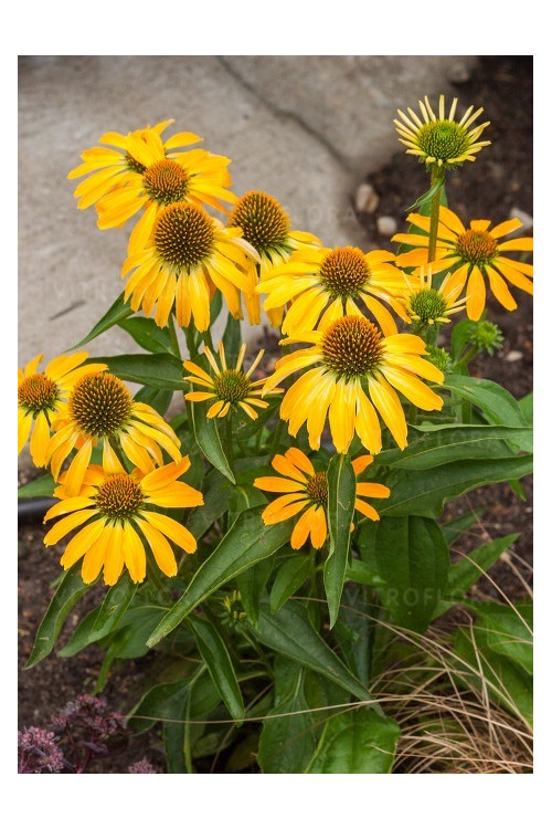 Jeżówka 'Golden Skipper' | Echinacea