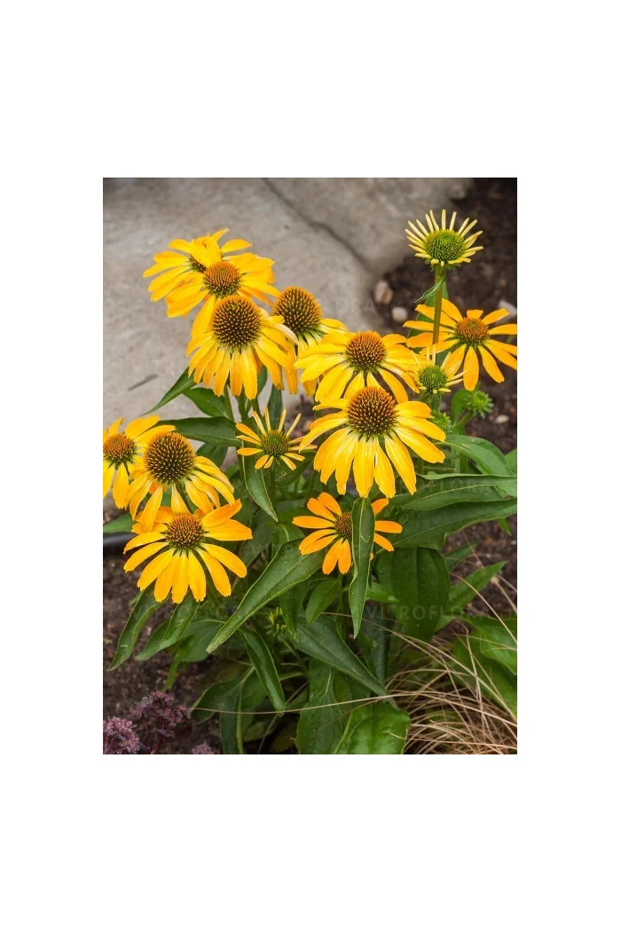 Jeżówka 'Golden Skipper' | Echinacea
