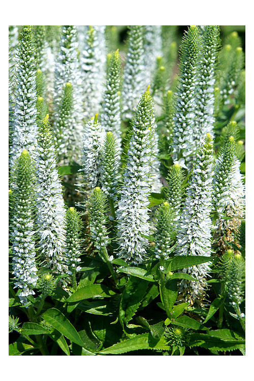 Przetacznik 'Snow Candles' | Veronica spicata