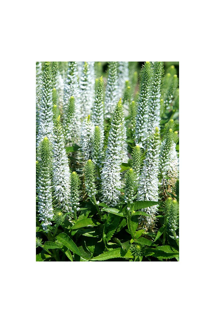 Przetacznik 'Snow Candles' | Veronica spicata