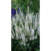 Przetacznik 'Snow Candles' | Veronica spicata