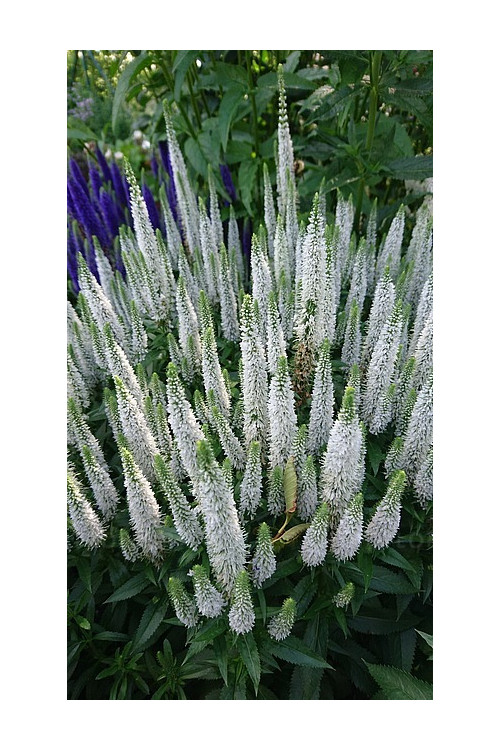 Przetacznik 'Snow Candles' | Veronica spicata