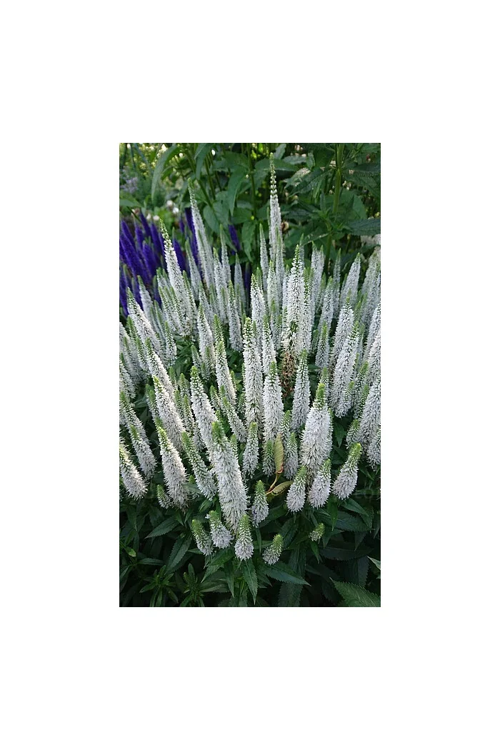 Przetacznik 'Snow Candles' | Veronica spicata