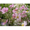 Zawilec japoński 'Serenade' | Anemone hupehensis