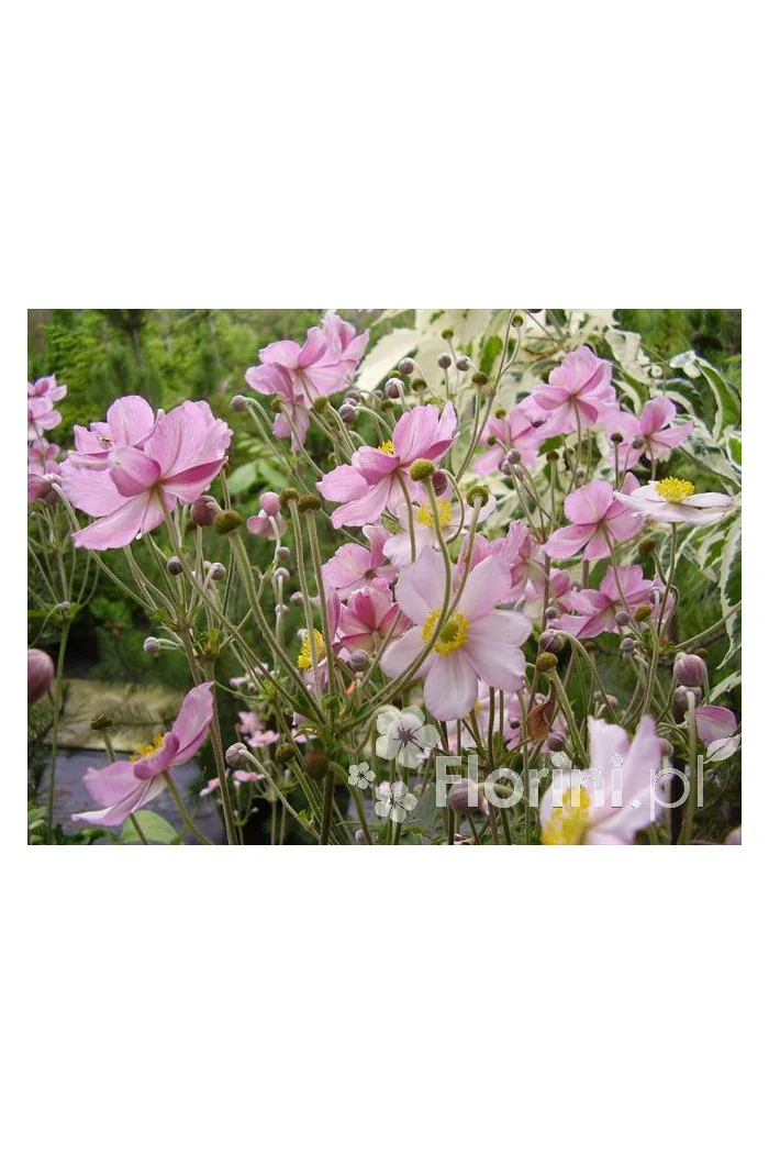 Zawilec japoński 'Serenade' | Anemone hupehensis