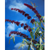 Budleja dawida 'Black Knight' Buddleja davidii