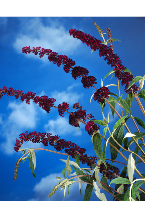 Budleja dawida 'Black Knight' Buddleja davidii