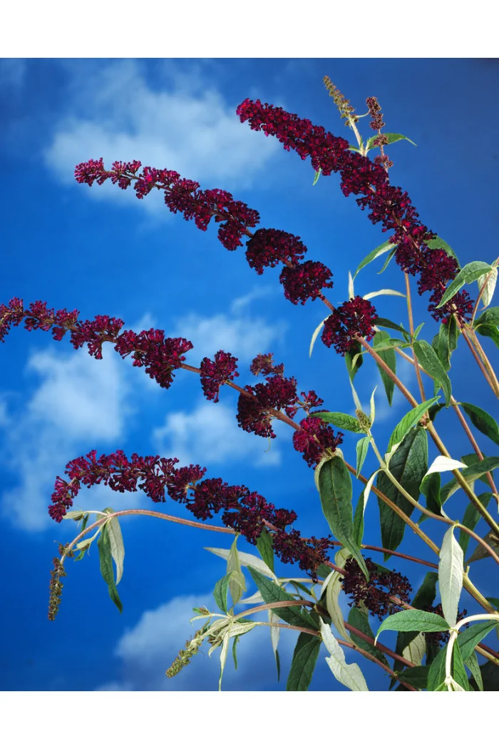 Budleja dawida 'Black Knight' Buddleja davidii