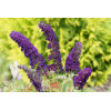 Budleja dawida 'Black Knight' Buddleja davidii