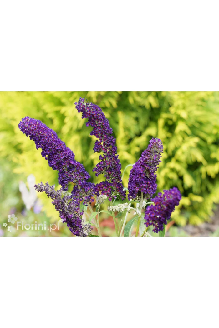 Budleja dawida 'Black Knight' Buddleja davidii