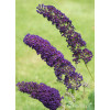 Budleja dawida 'Black Knight' Buddleja davidii