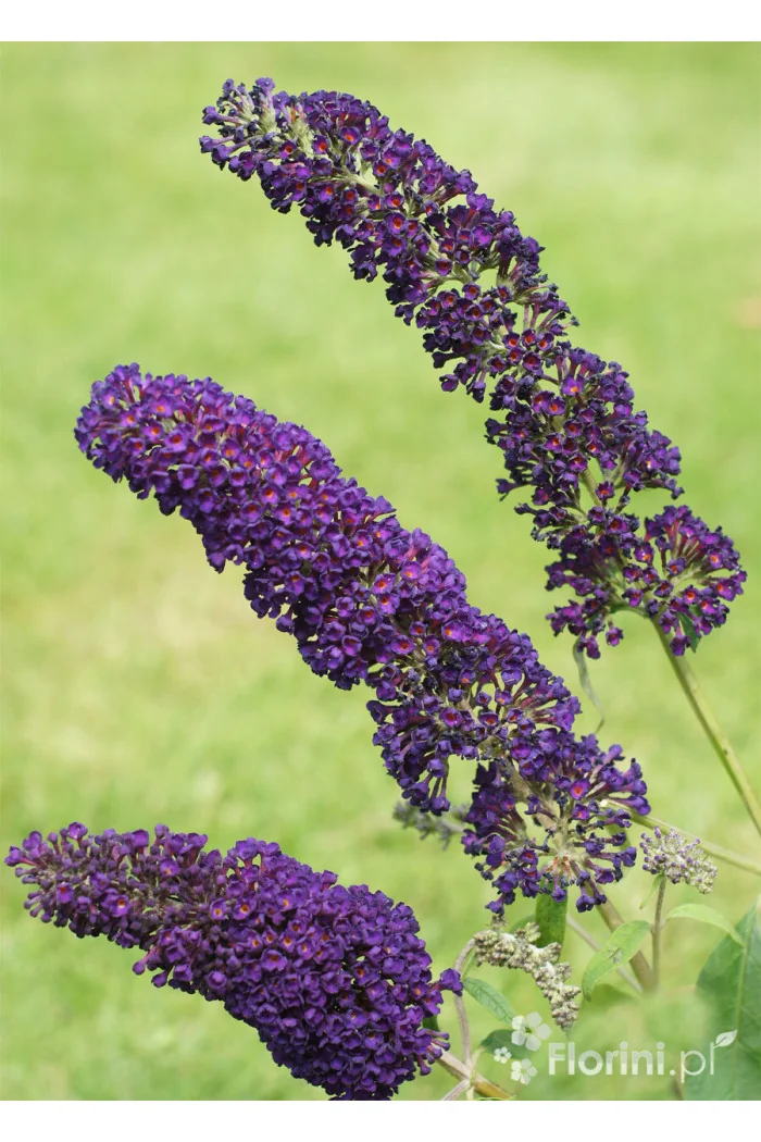 Budleja dawida 'Black Knight' Buddleja davidii