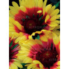 Gailardia 'Sunset Mexican' Gailardia