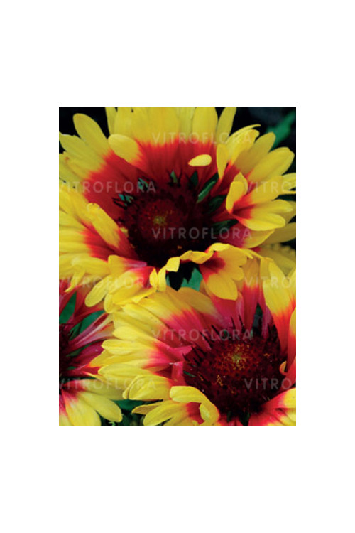 Gailardia 'Sunset Mexican' Gailardia