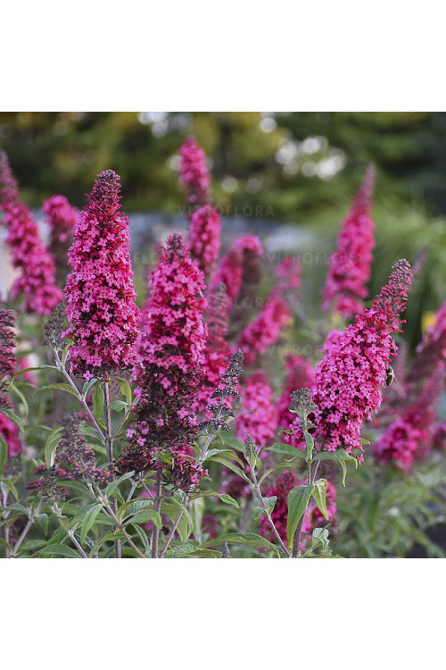 budleja, budleja, motyli krzew