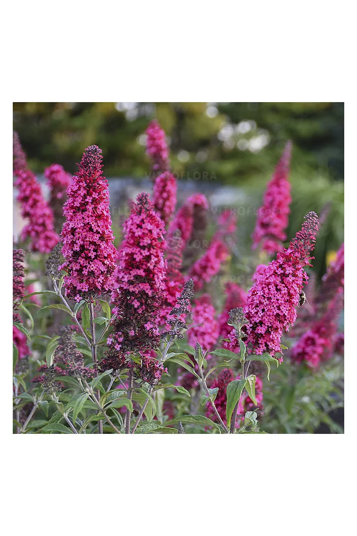 budleja, budleja, motyli krzew