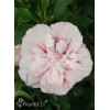 Ketmia syryjska 'Pink Chiffon' | Hibiscus syriacus