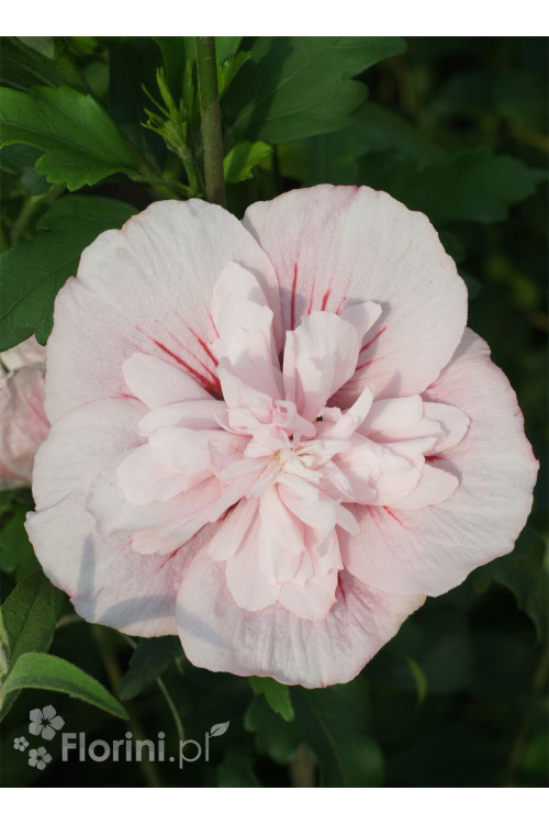 Ketmia syryjska 'Pink Chiffon' | Hibiscus syriacus