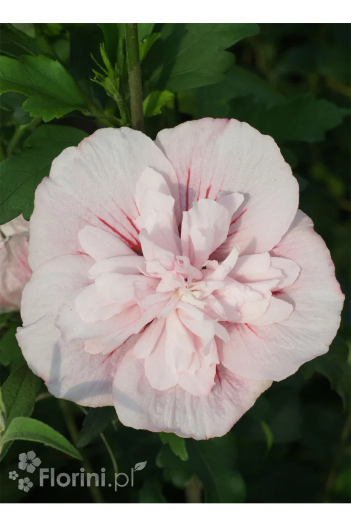 Ketmia syryjska 'Pink Chiffon' | Hibiscus syriacus