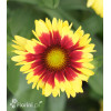 Gailardia 'Sunset Mexican' Gailardia